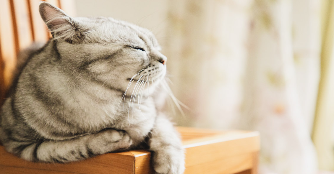 Quest Diagnostics Allergy Testing